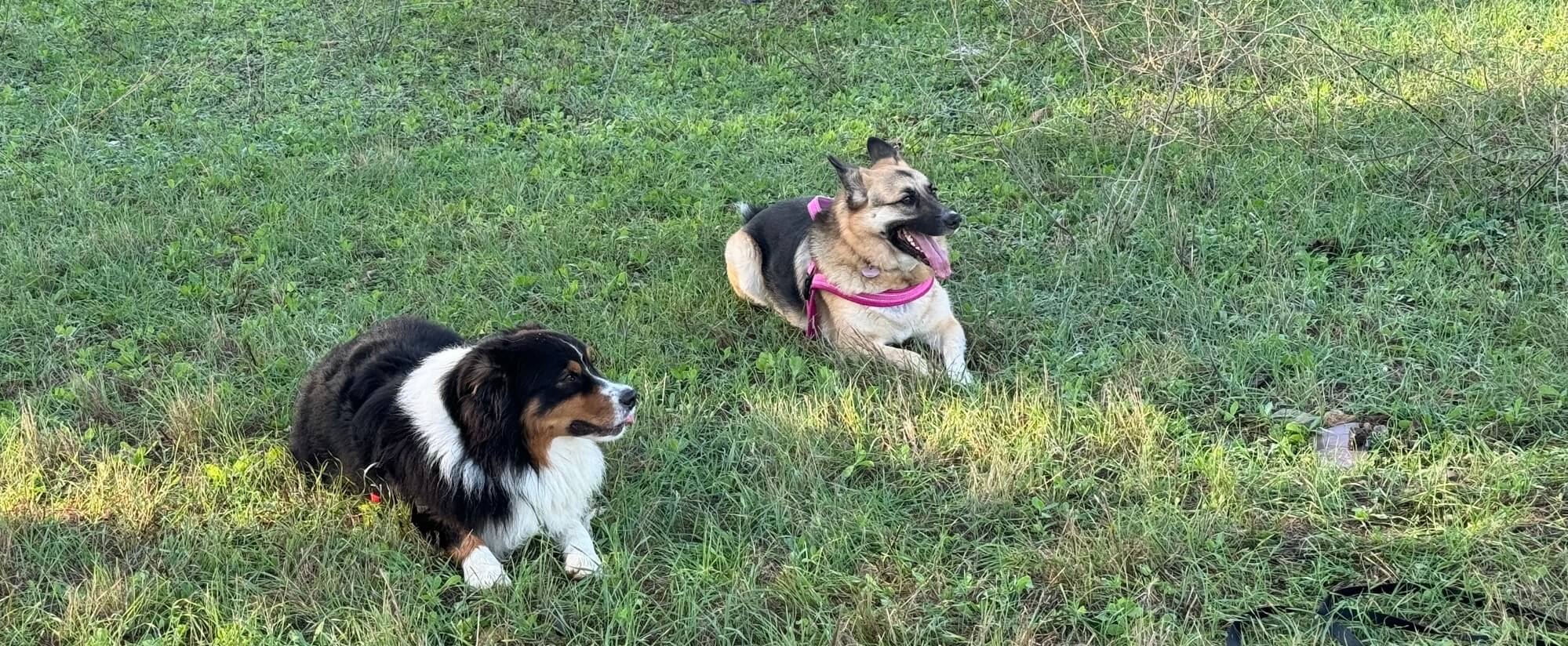 Miele per i cani: benefici, rischi e uso consapevole