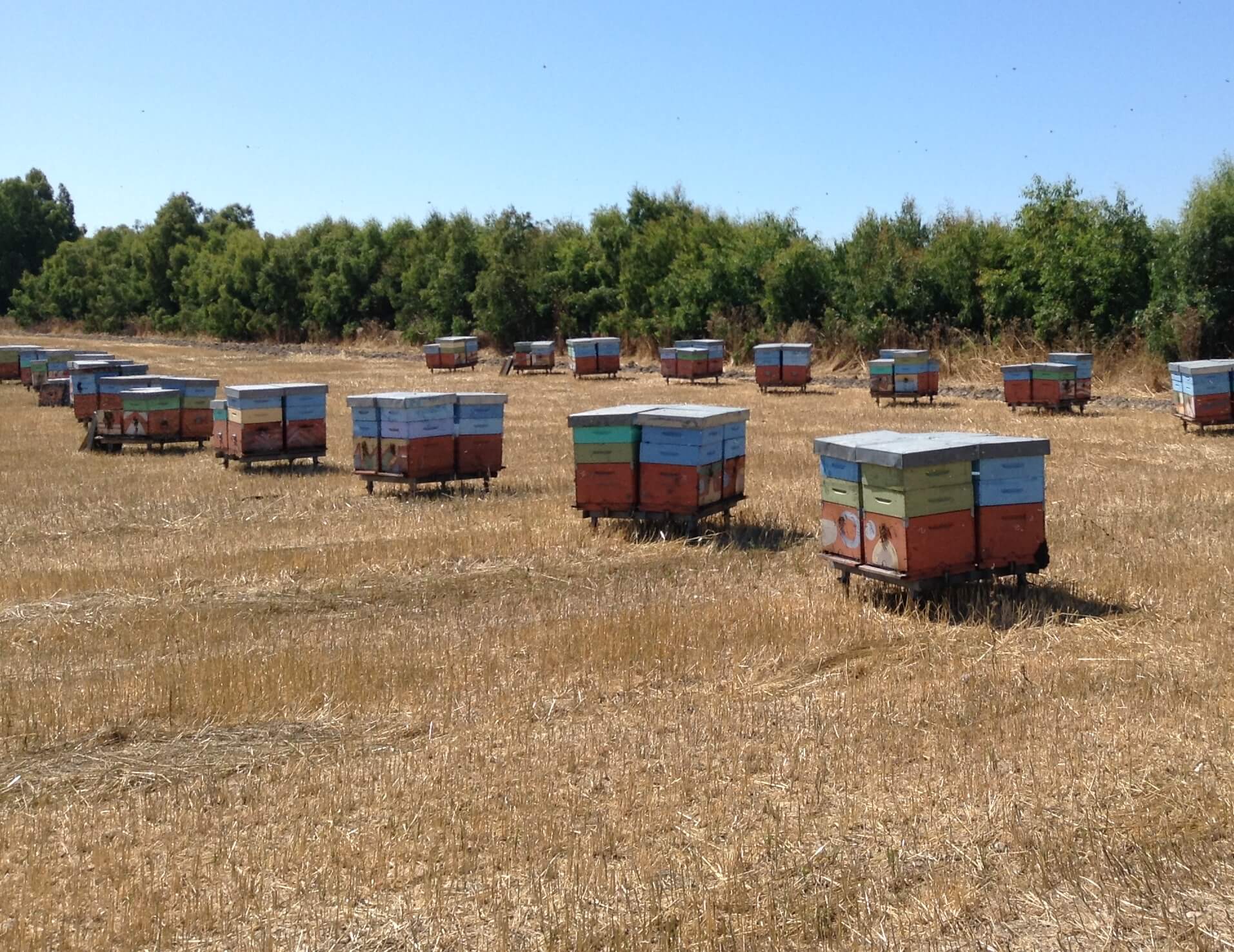 Miele artigianale Sardo: natura, qualità e sapori unici
