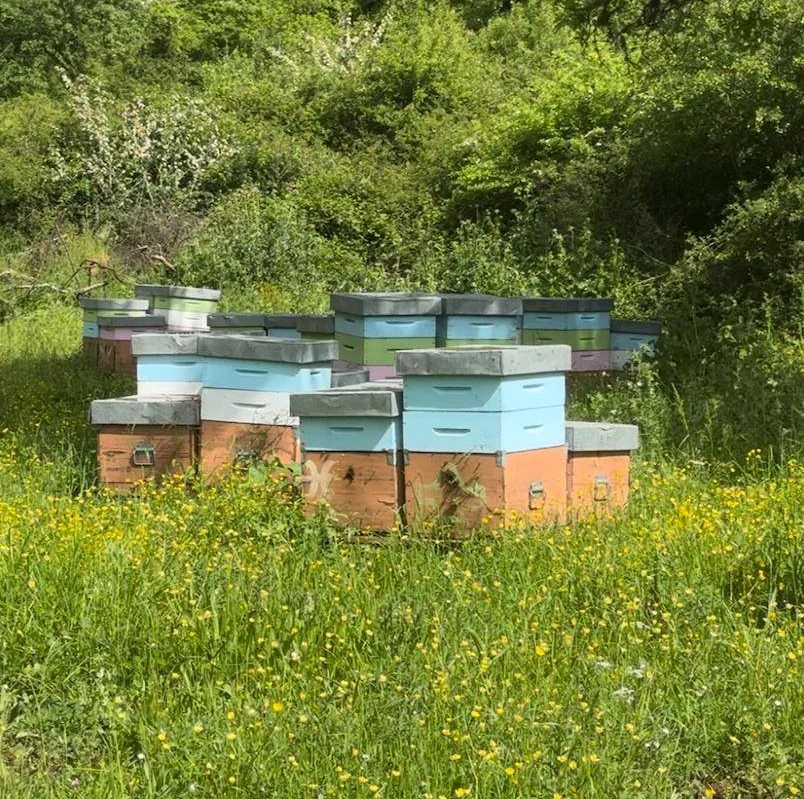 Die faszinierende Welt der Bienen: Rollen und Bedeutung